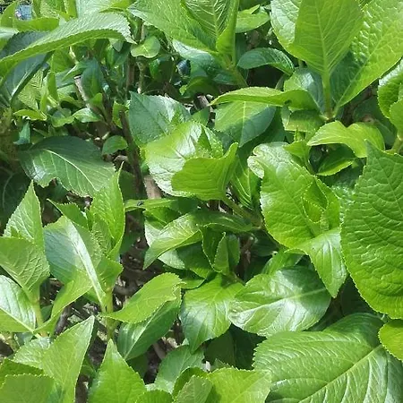Giardino Sul Lago فيربانيا