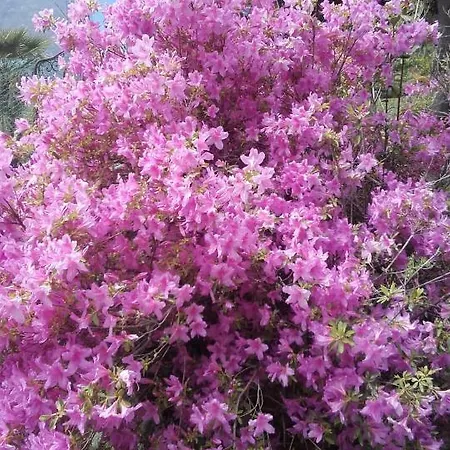 Bed & Breakfast Giardino Sul Lago