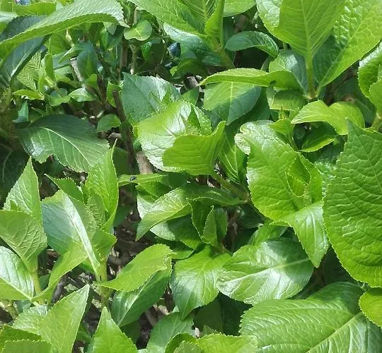 Giardino Sul Lago Verbania