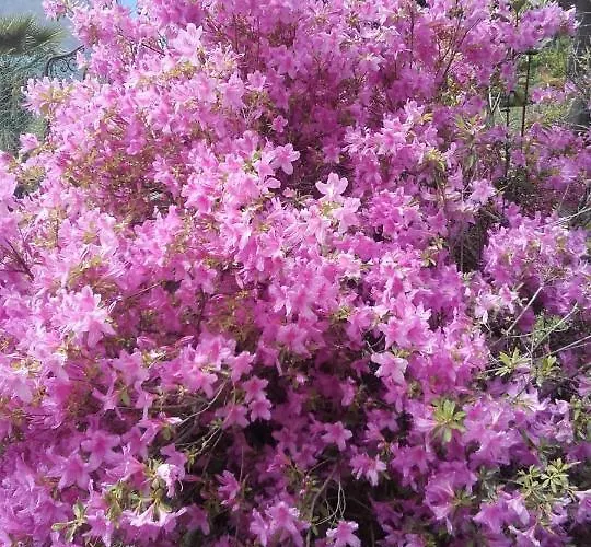 B&B Giardino Sul Lago